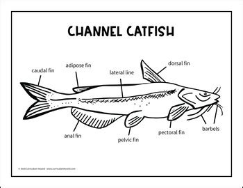 Decorate plt.title('treemap of vechile class') plt.axis('off') plt.show(). Label a Fish Diagram - Parts of a Fish Labeling - Channel ...