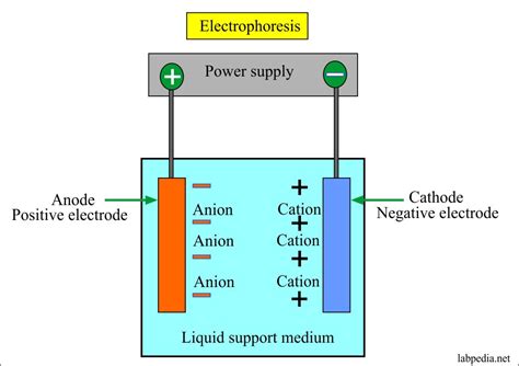 Electrophoresis Cathode Anode