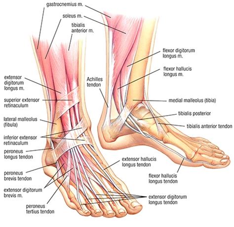 Tendon diagram you searching for is usable for you. Ankle - Ottawa MSK