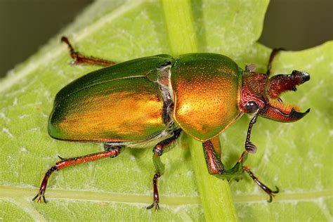 Stag beetle - Wikipedia