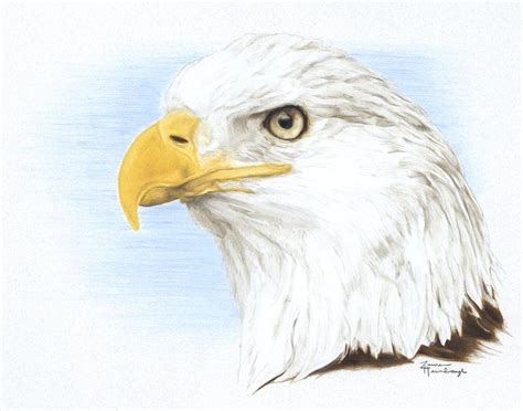 Bald Eagle Colored Pencil Drawing By Lauren Heimbaughbeware Of Trees