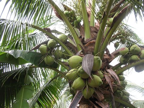 ) maprow coconut chips combines the best selected premium coconuts with our special ingredients. เกษตรกรเมืองสมุทรสาคร สู้ทำ "มะพร้าวน้ำหอม" ส่งขายโมเดิร์นเทรด จนราคาดี ปลดหนี้ได้ - เทคโนโลยี ...