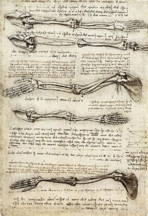 Artist Davinci Studies Of The Arm Showing The Movements Made By The