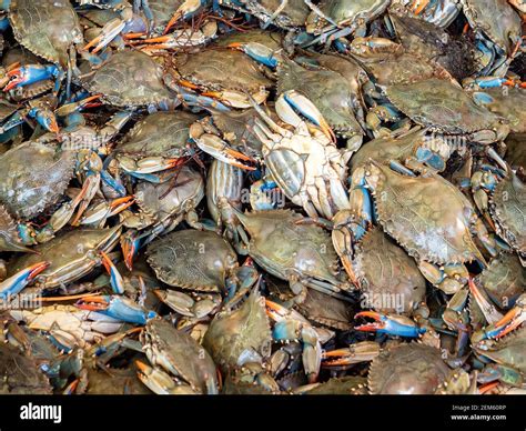 Blue Claw Crab Callinectes Sapidus Stock Photo Alamy