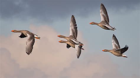 Flock Of Greylag Geese Against Cloudy Sky Stan Schaap Photography