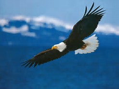 Image result for American bald eagl