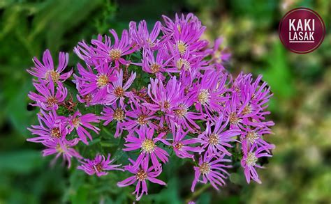 Gambar Bunga Aster Ungu - Gambar Bunga