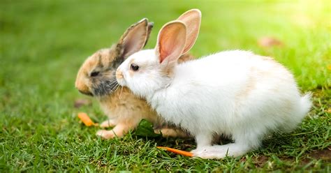 Vaccinations For Rabbits Pdsa