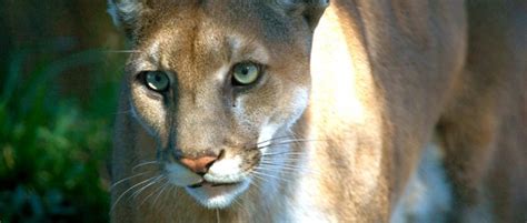 Cougar Question Has Possible Esa Implications The Wildlife Society
