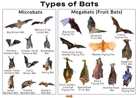 Bat Facts Types Classification Habitat Diet Adaptations