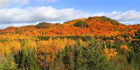 This Fall Foliage Map Of Quebec Shows Exactly When And Where To See