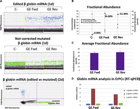 Efficient Crispr Cas9 Based Genome Editing Of β Globin Gene On