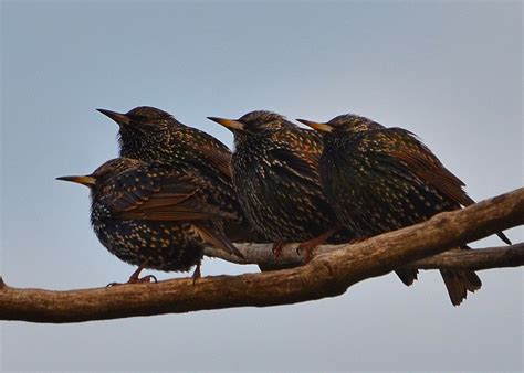 European Starling Facts Classification Habitat Life Cycle Pictures