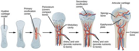 Bone Openstax Biology