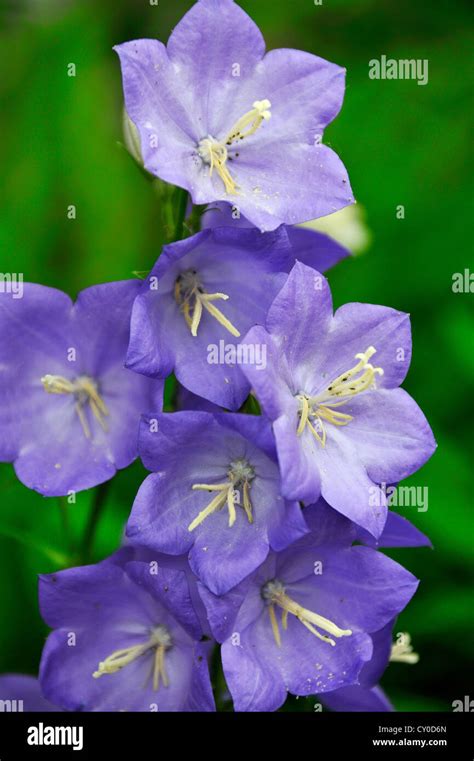 Blue Bellflower Campanula Carpatica Pegnitz Middle Franconia