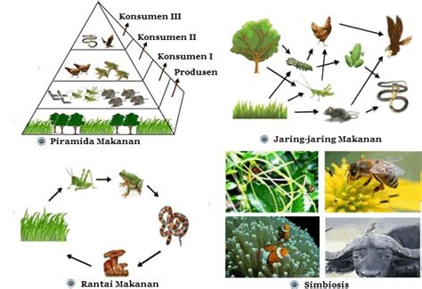 Contoh Komponen Biotik Dan Abiotik Dalam Ekosistem Pe Vrogue Co