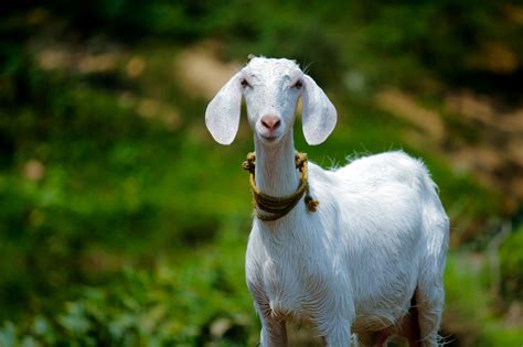 5 tips agar aquarium tetap jernih dan bersih tanpa dikuras. Cara Merawat Kambing Agar Cepat Besar Secara Efisien