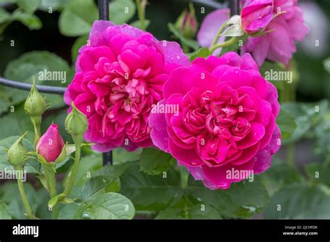 Pink English Rose Princess Anne Macro Stock Photo Alamy