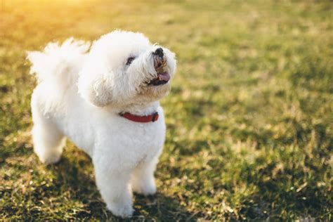15 Small White Dog Breeds With Photos Parade Pets