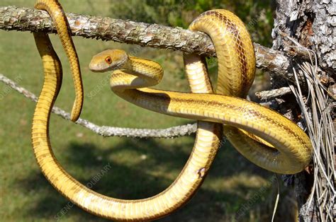 Yellow Rat Snake Stock Image C0172847 Science Photo Library
