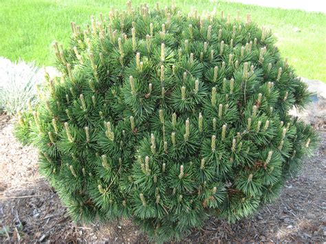 Low Growing Pine Pinus Mugho Gnome Landscape Evergreen Garden