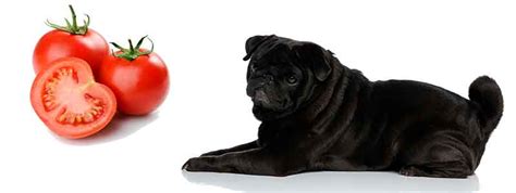 Can Pugs Eat Tomatoes And If So Which Ones Are The Best