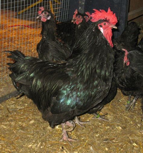 Top Rare Heritage Chicken Breeds And Why They Re My Favourites