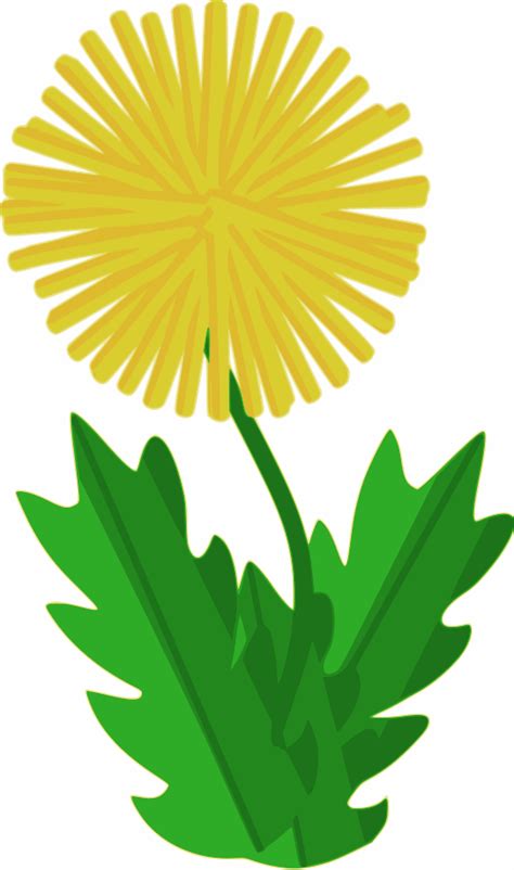 Dandelion Clip Art At Vector Clip Art Online Royalty Free