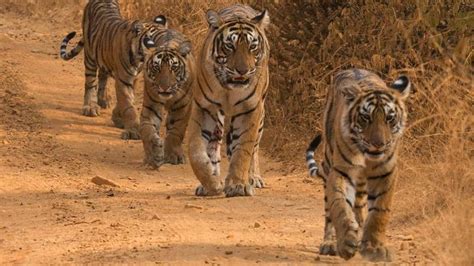 Tigress Spotted With Two Cubs In Ranthambore Hindustan Times