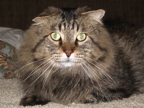 They are built to survive cold winter. Scottish Fold - Maine Coon mix | Flickr - Photo Sharing!