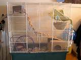 Rat In A Cage Images
