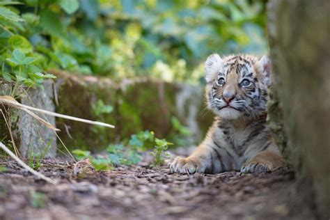 Istanbul Welcomes Its First Bengal Tigers Al Bawaba