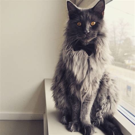 Do you dream of owning your very own maine coon cat? Maine Coon Cat Rescue - Cat and Dog Lovers