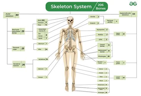 List Of 206 Bones In Human Body With Types And Diagram