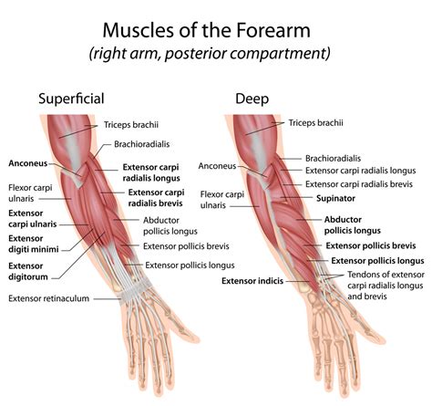 Forearm Muscles Dorsal Compartment