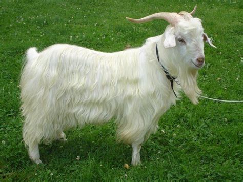 Cashmere Goat All About Goats