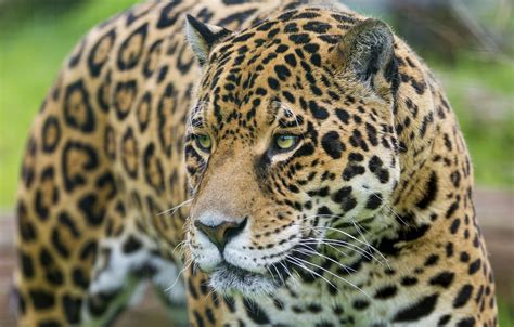 Wallpaper Face Predator Jaguar Wild Cat Images For Desktop Section