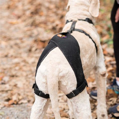 Although a torn acl is painful for your dog, it can recover with rest and. Dog Injuries That May Require Bracing - Ortho Dog