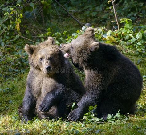 Two Brown Bear Cubs Play Fighting Stock Image Image Of Fauna Moments