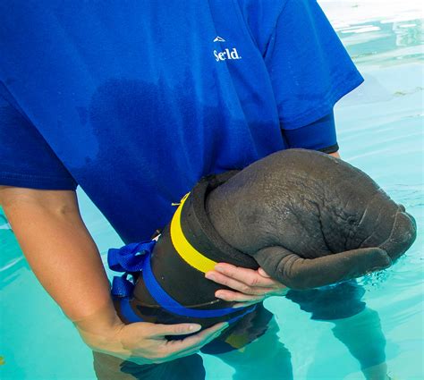 Orphaned Baby Manatee Fitted With Infant Life Vest To Stay Afloat Florida Parks