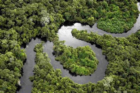 Amazon Rainforest Journey Through Brazils Biodiverse Treasure