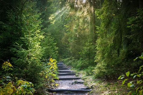 Pathway Around Green Trees Forest Light Beam Sun Sunbeam Light