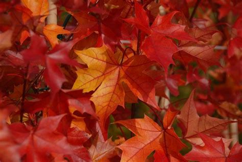 Maybe you would like to learn more about one of these? 1000+ images about Acer platanoides on Pinterest ...