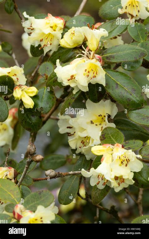 Pale Yellow Flowers Of The Early Spring Flowering Evergreen Shrub