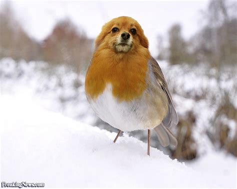 The an average penguin can make up to 900 dives while hunting. The Most Adorable And Faithful Pet Ever, Dirds. No, This ...