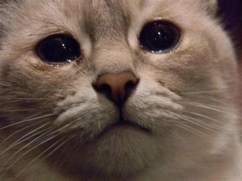 Create Meme Sad Cat Meme Does This Mean The Cat Cat With Tears
