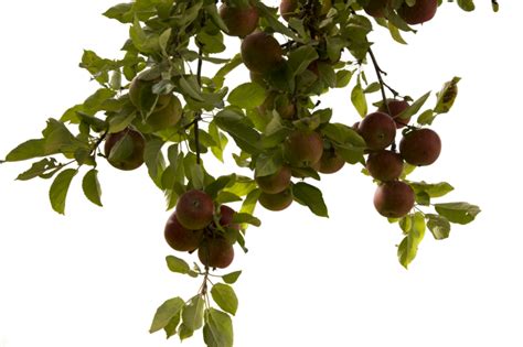 Tree Branch PNG Photos | PNG Mart