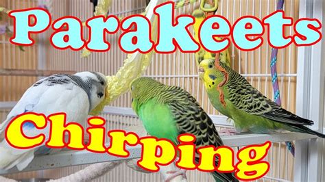 10 Hr Help Quiet Parakeets Sing Playing This Cute Budgies Chirping