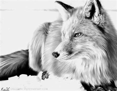 Red Fox In Graphite By Spectrum Vii On Deviantart Fox Artwork Fox