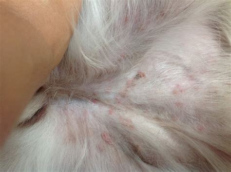 Pink Bumps Scabs On Belly Opinion On Picture Golden Retriever Dog